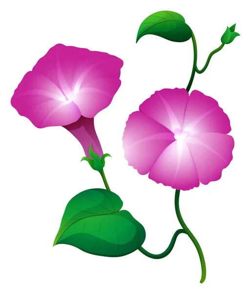 Due fiori di gloria di mattina in colore rosa — Vettoriale Stock