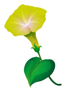 Morning glory çiçek yeşil yaprak