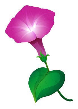 pembe sabah zafer çiçek