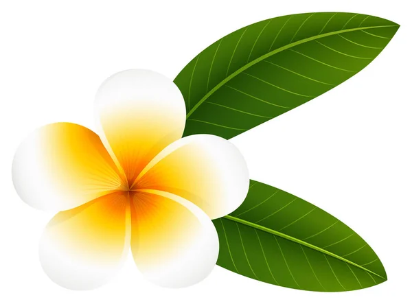 Plumeria flower with two leaves — Stock Vector