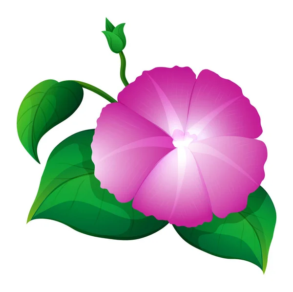 Pink morning glory with green leaves — Stock Vector