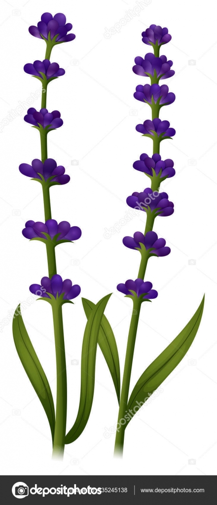 Fiori della lavanda sul gambo verde illustrazione — Vettoriali di interactimages