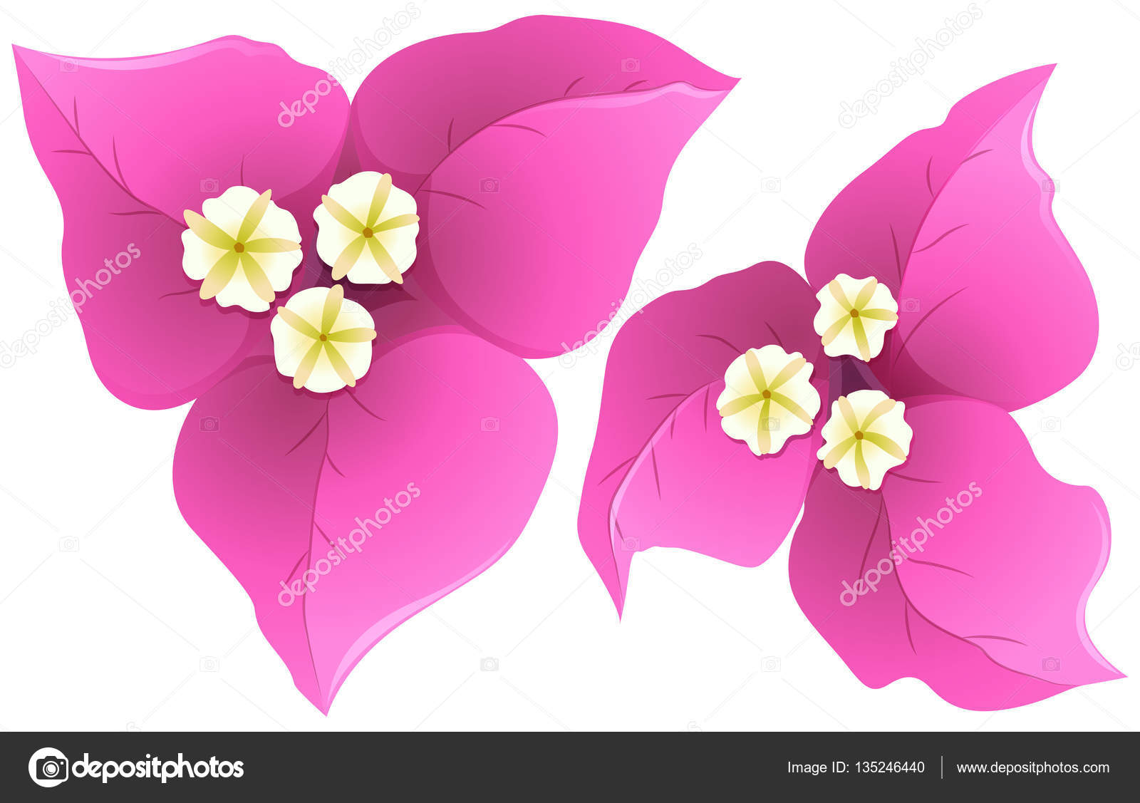 ブーゲンビリアストックベクター ロイヤリティフリーブーゲンビリアイラスト Depositphotos