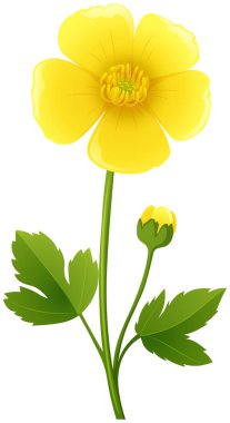 Buttercup flower in yellow color clipart
