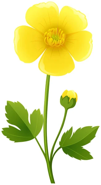 Buttercup flower in yellow color — Stock Vector