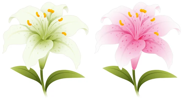 Two lily flowers in white and pink — Stock Vector