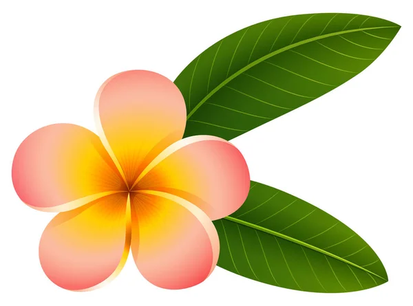 Plumeria en color rosa — Archivo Imágenes Vectoriales