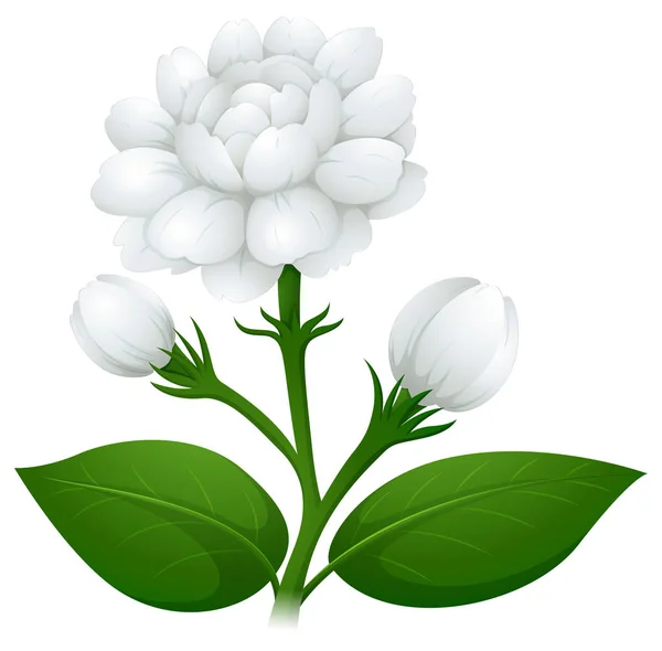 Γιασεμί λουλούδι Πράσινο μίσχο — Διανυσματικό Αρχείο