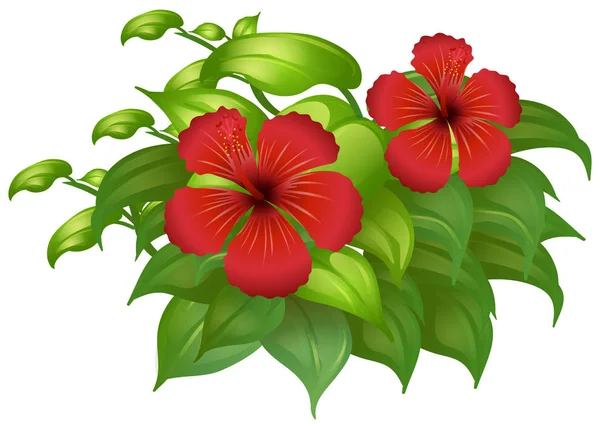 Red hibicus flowers on green bush — Stock Vector