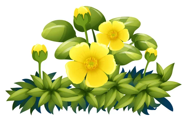 Fleurs jaunes sur fond blanc — Image vectorielle