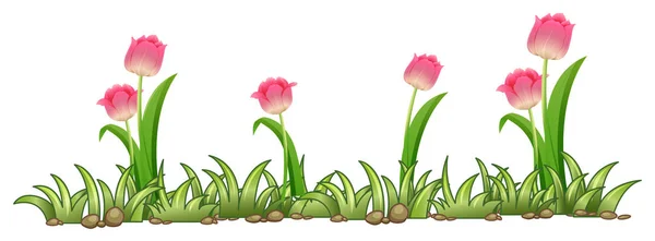 Pink tulip garden on white background — Stock Vector