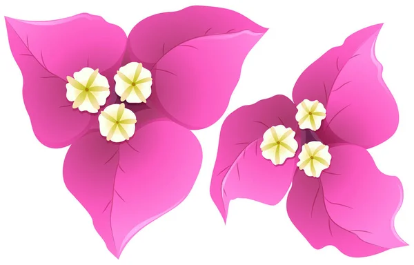 Bougainvillea in pink color — Stock Vector