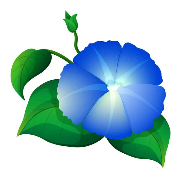 Blå morgon härlighet blomma med gröna blad — Stock vektor