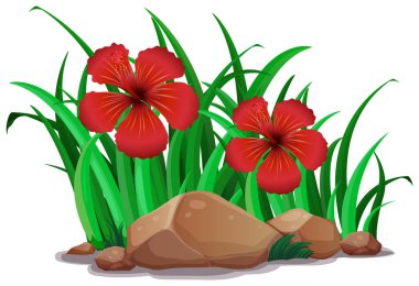 Bush kırmızı hibicus