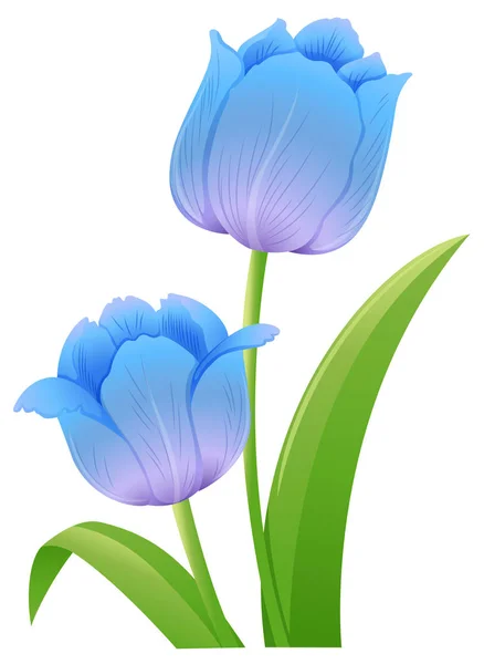 Tulipani blu su sfondo bianco — Vettoriale Stock