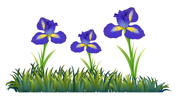 Purpurowe kwiaty w polu — Wektor stockowy