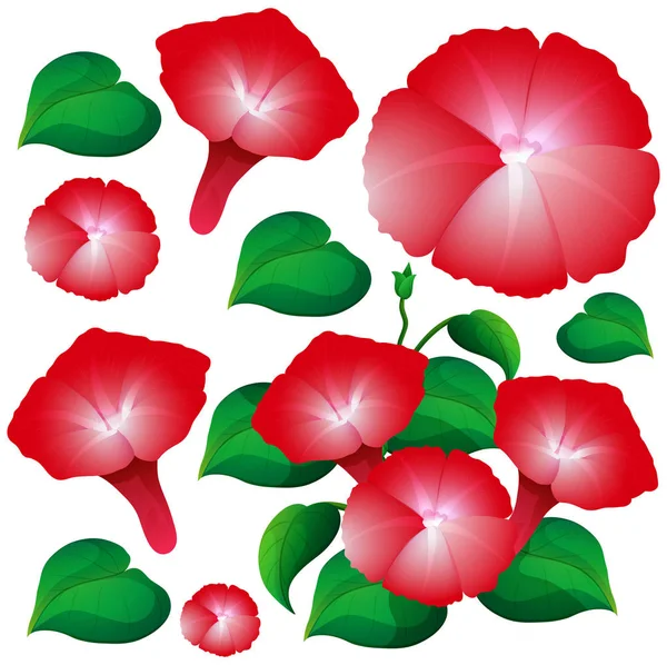 Morning glory flowers in red color — Stock Vector