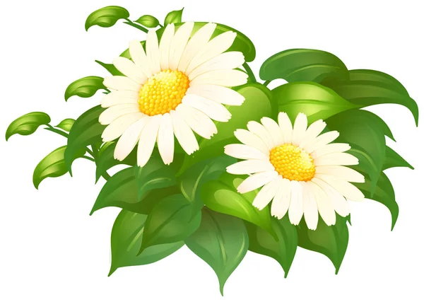 White daisy flowers in green bush — Stock Vector