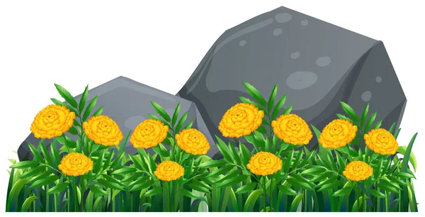 Marigold flowers in the garden — Stock Vector