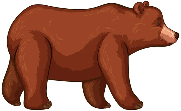 Urso pardo andando sobre fundo branco —  Vetores de Stock
