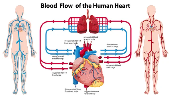 Diagrama que muestra el flujo sanguíneo del corazón humano — Vector de stock