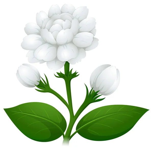 Квіти жасмину на зеленому стеблі Векторна Графіка