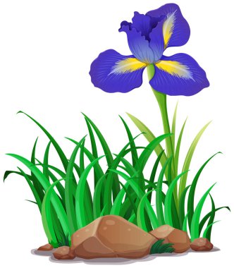 Bahçedeki mavi çiçek