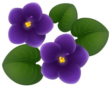 African violet flowers and green leaves clipart