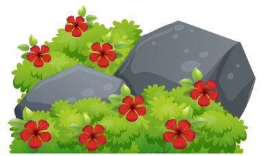 Kırmızı hibiscus çiçek Bush