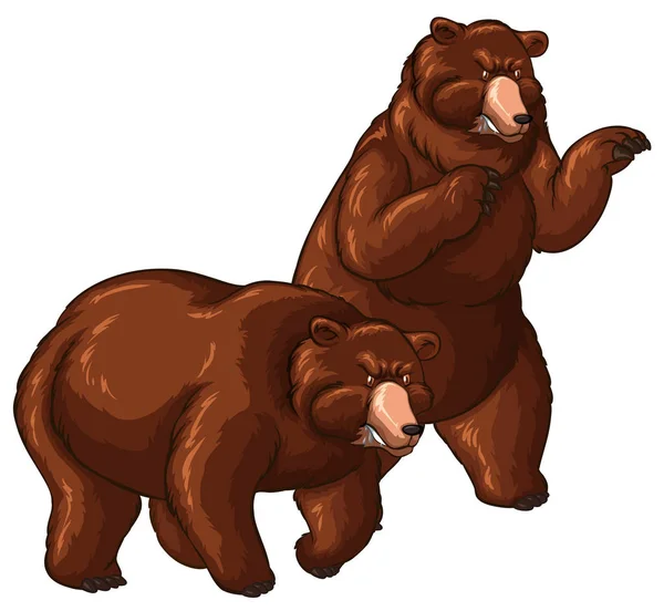 Dwa niedźwiedzie grizzly na białym tle — Wektor stockowy