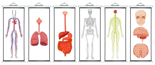 Diagramas dos sistemas humanos — Vetor de Stock