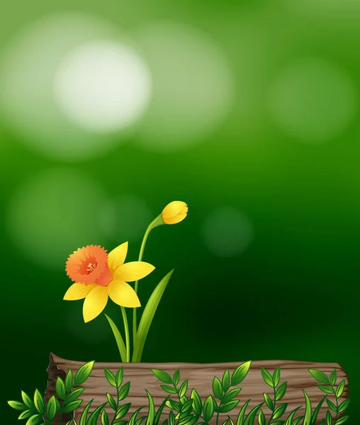 Fleur jaune dans le jardin — Image vectorielle
