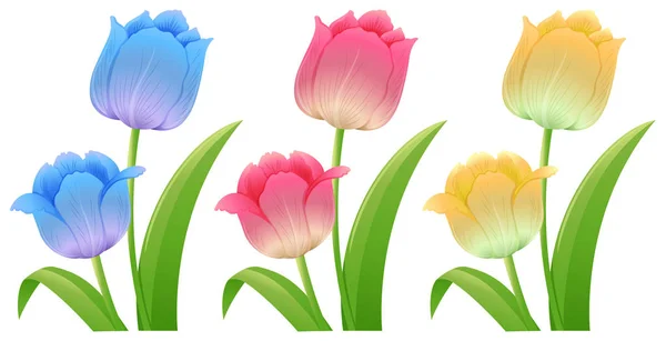 Három különböző színű tulipánok — Stock Vector
