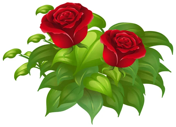 Dos rosas rojas y hojas verdes — Vector de stock