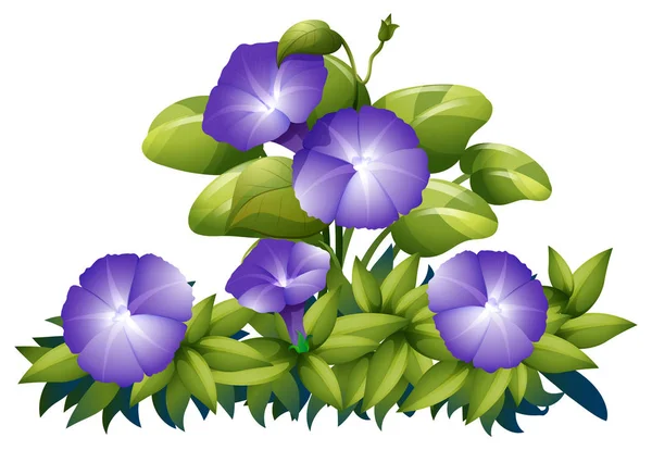 茂みの中の紫色の朝顔 — ストックベクタ