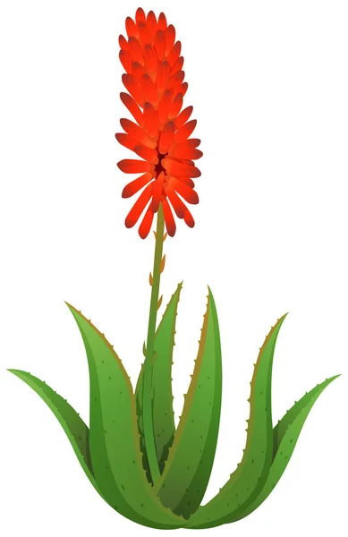 Aloe Vera mit roten Blüten Stockvektor