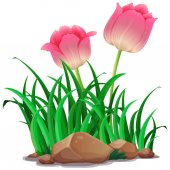 rózsaszín tulipán virágok a kertben