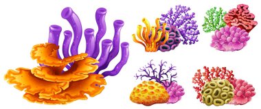 Mercan kayalığı çeşitleri