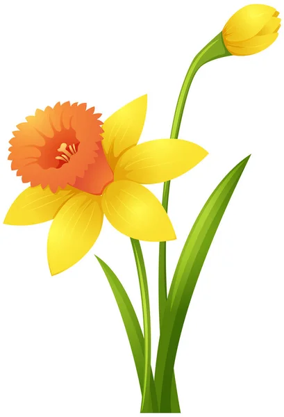 Daffodil flowers in yellow color — Stock Vector