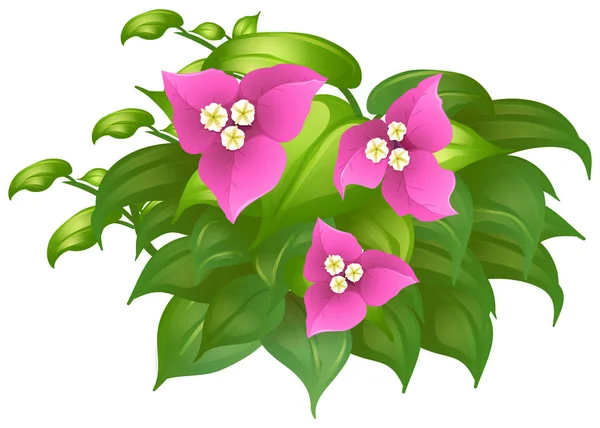 Bougainvillea in roze kleur — Stockvector