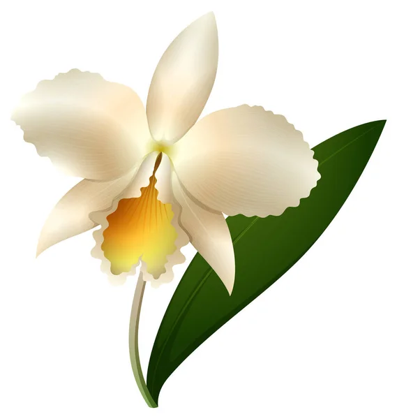 Biała orchidea na białym tle — Wektor stockowy