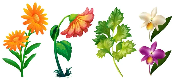 Różne rodzaje kwiatów i liści — Wektor stockowy