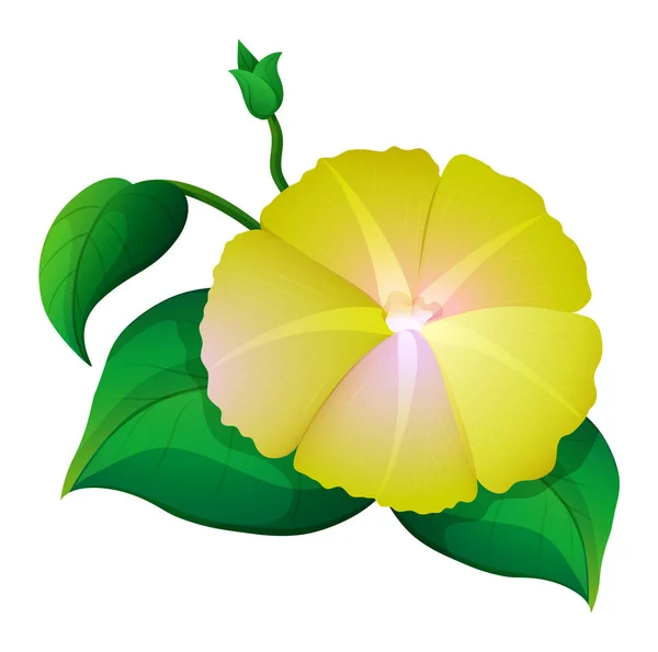 Κίτρινη περικοκλάδα λουλούδι σε λευκό φόντο — Διανυσματικό Αρχείο