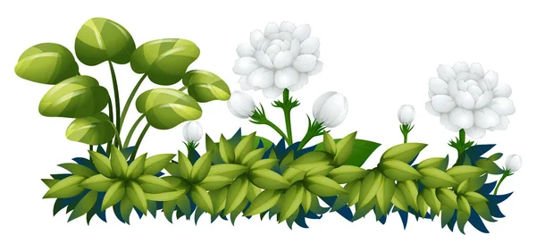White jasmine flowers in the bush — Stock Vector