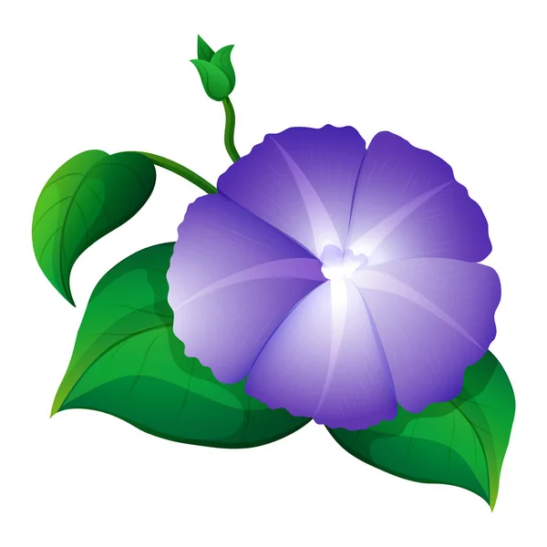 Morning glory in purple color — Stock Vector