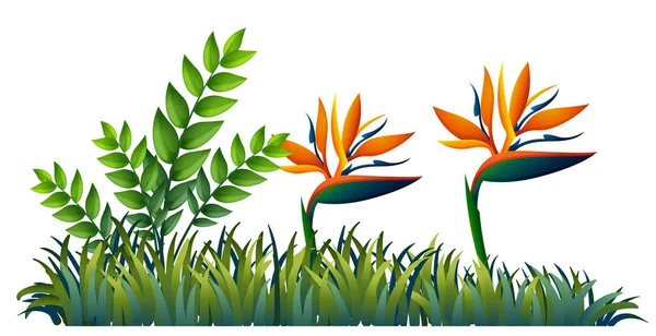 Bird of paradise in garden — Stock Vector