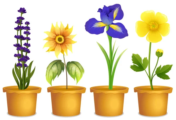 Different types of flowers in pots — Stock Vector