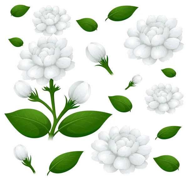 Seamless background with jasmine flowers — Stock Vector