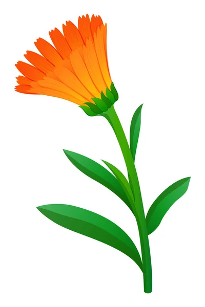 Цветок календаря оранжевого цвета — стоковый вектор
