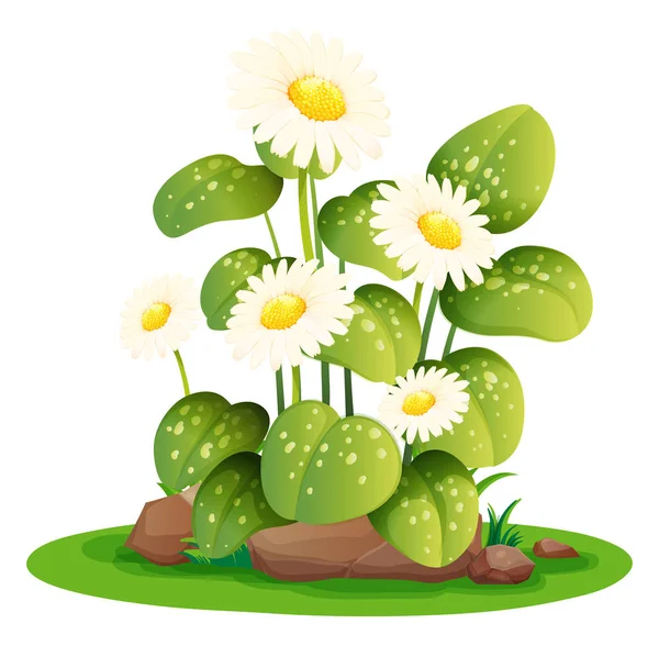 White daisy flowers in the bush — Stock Vector
